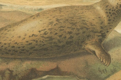 Leopard Seal, Antique Marine Mammal Chromolithograph, 1894, view 3