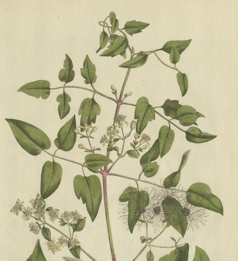 Antique Botany Print of the Clematis Vitalba by Curtis, circa 1777, view 3