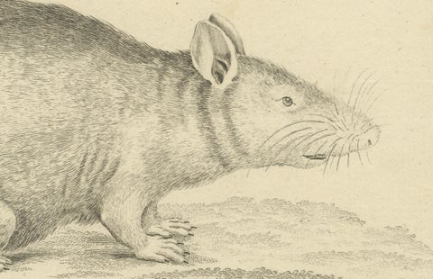 Antique Zoological Engraving of a Rodent, D.R. Nitschmann & J. Nußbiegel, c.1800, close-up 1