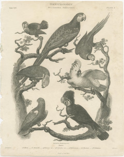 Antique Bird Print of Seven Parrots of the Order Psittaciformes, view 2