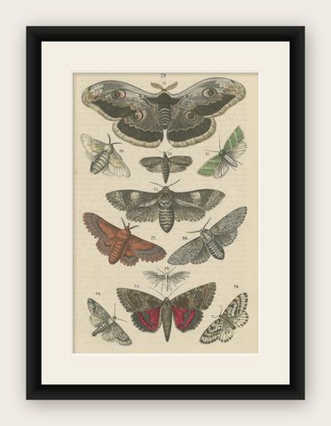 A Study in Wings: Hand-Colored Lepidoptera of the 19th Century, c.1895, shown framed