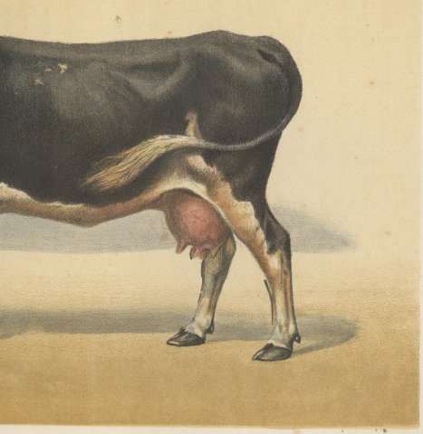 Dutch Dairy Cow, Black and White Cattle Chromolithograph, 1863, close-up 3