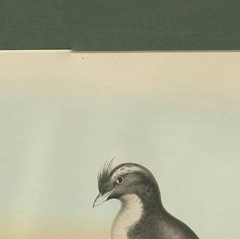 Antique Bird Print of a Young and Adult Temminck's Auk Made After D.G. Elliot, close-up 1