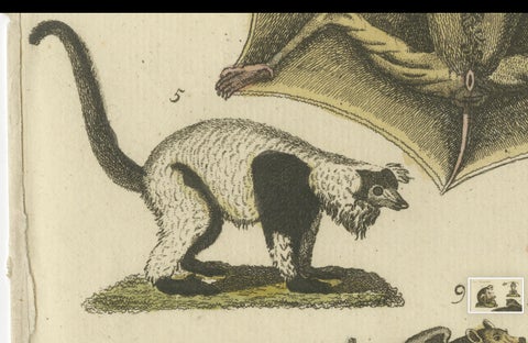 Hand Colored Antique Print of Lemurs and the extinct Mauritian Flying Fox, 1820, close-up 3