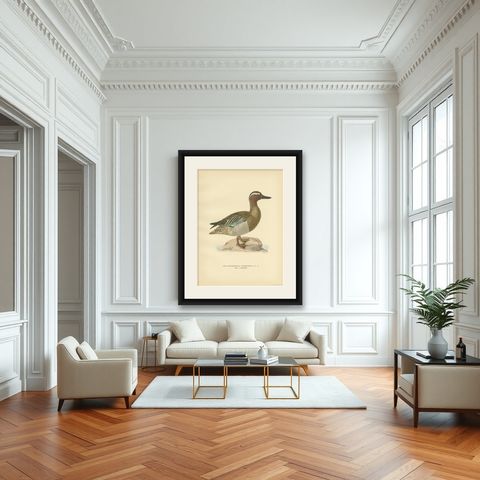 Antique Bird Print of the Garganey Duck by Von Wright '1929', shown framed in a room