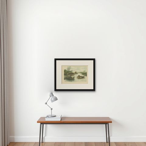 Northern Shoveler Ducks by Reinhold Schmidt, Antique Bird Print c.1895, shown framed on a wall