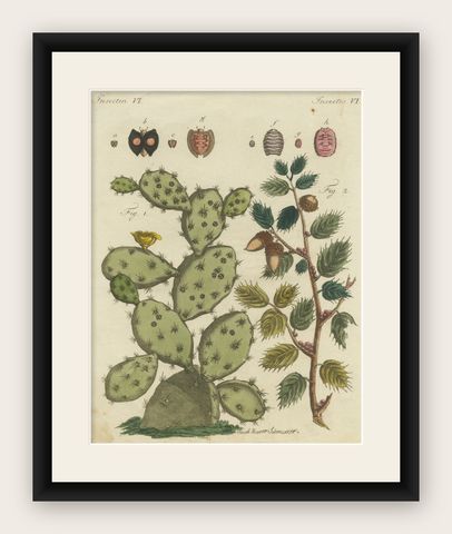 Cochineal Cactus and Kermes Oak: Hand-Colored Engraving from 1798, shown framed