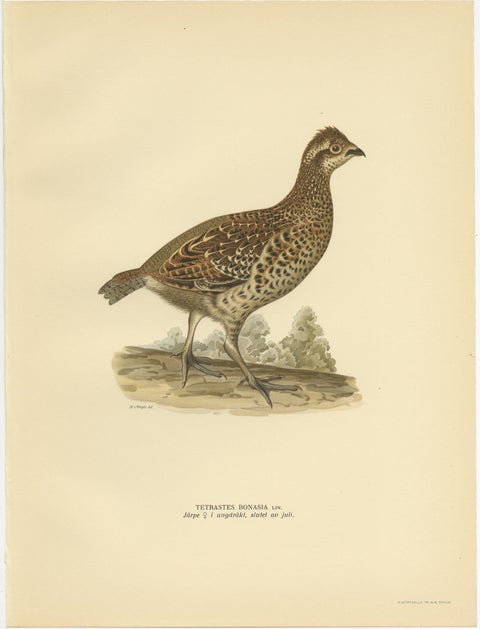Vintage Bird Print of the Hazel Grouse 'Female' by Von Wright, 1929, view 4