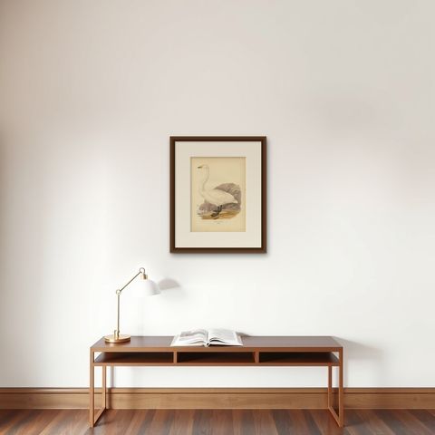 Antique Scandinavian Swan Lithograph, Cygnus Cygnus, Svenska Fåglar 1929, shown framed on a wall