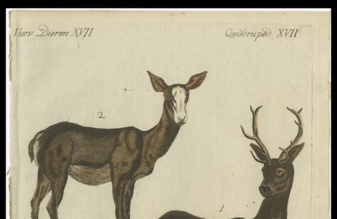 Hand-Colored Antique Engraving of a Male and Female Deer, Published in 1820, close-up 3