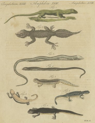 Lizards and Newts, Eight Species, Antique Bertuch Print, Vienna, circa 1805