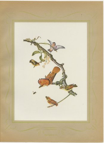 Hummingbirds, Brazilian Bird Print, Descourtilz, 1944, view 2