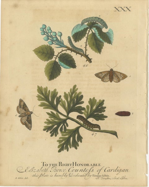 Antique English Moths & Caterpillars on Woodland Plants, Hand-Colored 1720, view 3