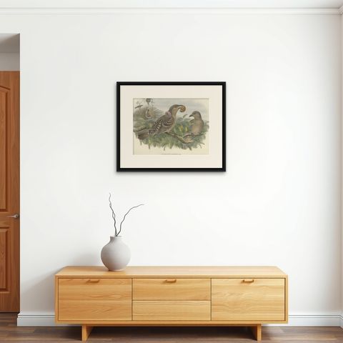 Original Old Hand-Colored Print of the Australian Queensland Bower Bird, ca.1880, shown framed on a wall