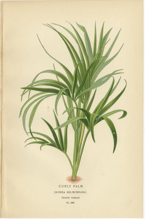 Antique Botanical Prints of Curly Palm, Spiny Date Palm & Trachycarpus, c.1897, view 2