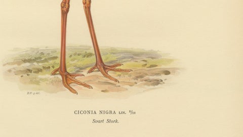 Black Stork Ciconia Nigra - Antique Scandinavian Bird Lithograph, 1929, close-up 4