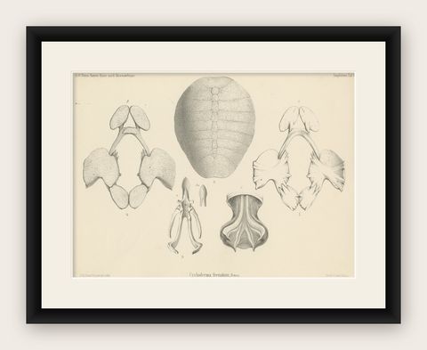 Antique Print of the Zambezi Flapshell Turtle, shown framed
