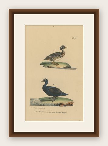 Pl. 178 Antique Bird Print of a Crested Duck & Wood Duck by Lejeune 'c.1830', shown framed