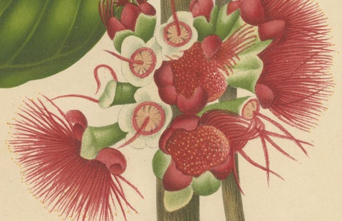 Antique Wax Apple Blossom Botanical Chromolithograph by Hoola van Nooten, c.1880, close-up 3