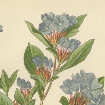 1897 Original Antique Botanical Prints, Sea-Pink, Ceratostigma, and Primrose, close-up 1
