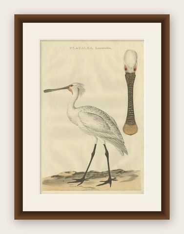 Life-Sized Spoonbill Print, Dutch Ornithology by Sepp and Nozeman, 1789, shown framed
