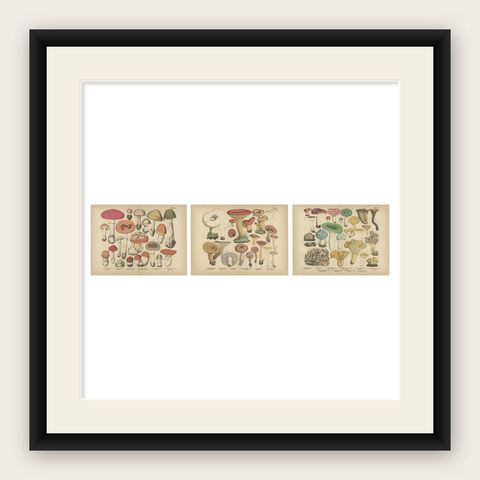 Fly Agaric & Chanterelle Mushrooms, Antique Botanical Lithograph Set, 1885, shown framed
