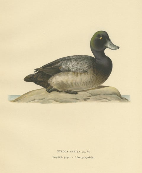 Antique Bird Print of a Young Greater Scaup by Von Wright, 1929, view 4