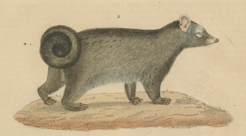 Nocturnal Foragers: A Banded and Asian Palm Civet and Enigmatic Mongoose, 1845, close-up 3