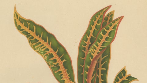 Original Garden Croton (Joseph's Coat) Botanical Chromolithograph, c. 1880, close-up 4