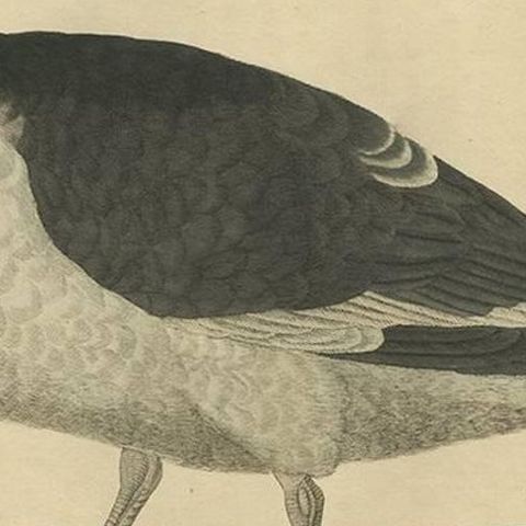 Antique Bird Print of the Great Black-Backed Gull by Sepp & Nozeman, 1829, close-up 2
