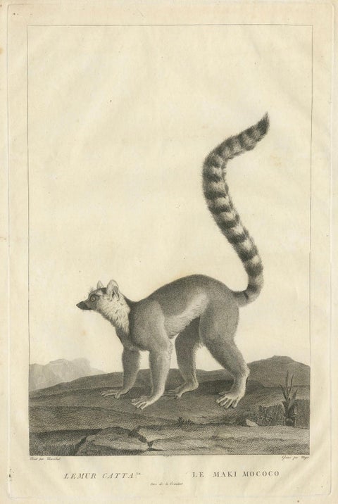 Early 19th-Century Engraving of Lemur Catta by S.C. Miger and N. Maréchal, Paris, close-up 4