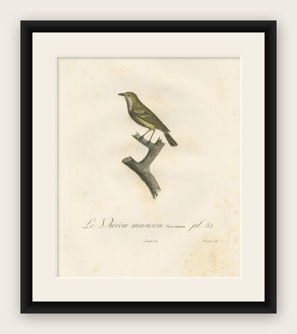 Large Antique Vireo Bird Illustration - 1807 Vieillot Handcolored Print, shown framed