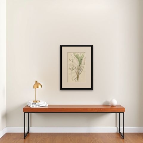 Antique Botany Print of Licuala Nana, a Fan Palm, shown framed on a wall