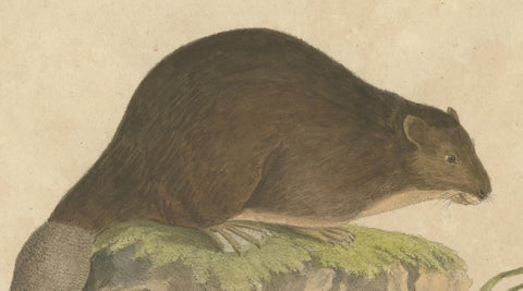 Beaver and African & Asian Rhinoceros Skull Studies, Brodtmann, 1816, close-up 1