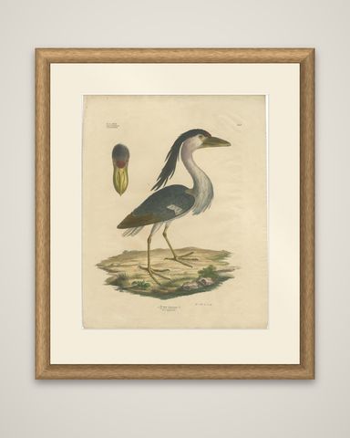 Antique Bird Print of the Boat-Billed Heron by Goldfuss, circa 1824, shown framed