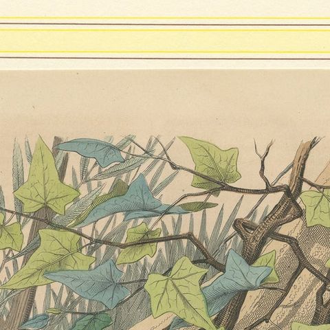 Hand-Colored Lithograph of Fire Salamanders –A Natural History Illustration 1852, close-up 5