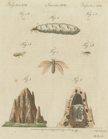 Termites and Termite Mound with Swollen Queen, Antique Bertuch Print, circa 1805
