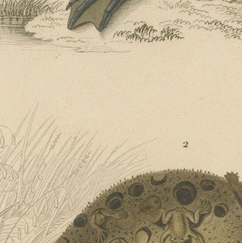 Frog Print of Cape Dactylethra and Surinam Toad, c.1850, by Orbigny, close-up 6