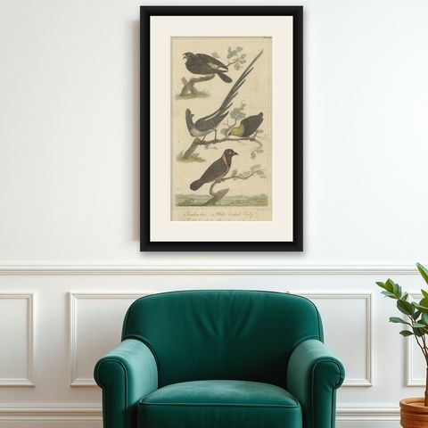 Original Antique Print of a Goatsucker, a Nightjar and Other Birds, 1821, shown framed on a wall