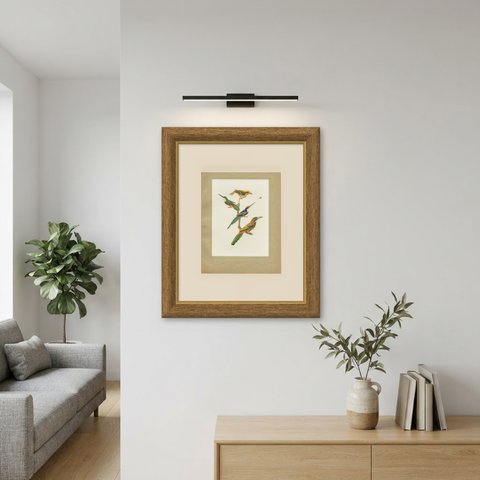 Jacamars and Motmots, Brazilian Bird Print, Descourtilz, 1944, shown framed on a wall
