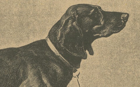 Swiss Hound Briquets, Antique Dog Print, circa 1880, French Publication, close-up 3