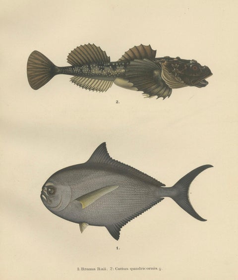 Ray’s Bream and Fourhorn Sculpin - Rare Scandinavian Fish Lithograph, 1895, close-up 5