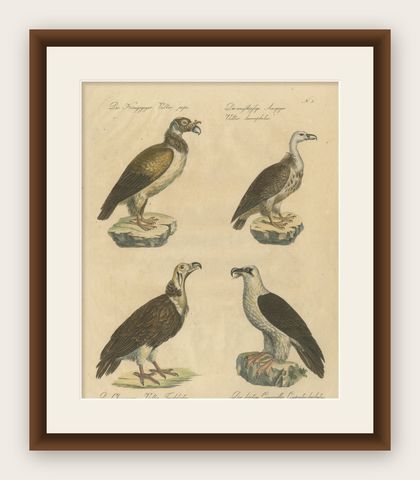 Antique Vultures & Birds of Prey Lithograph by Brodtmann, 1816, shown framed