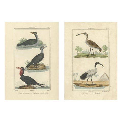 Charming Vintage Hand-colored Bird Illustrations by Buffon, circa 1780