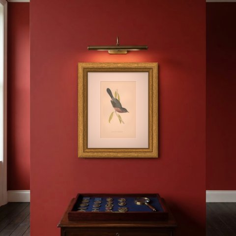 Dartford Warbler Clinging Head Down, Antique Hand Colored Print, Morris, 1896, shown framed on a wall