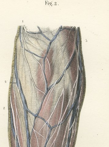 Nerves of the Back of the Arm and Hand, Antique Hirschfeld Anatomy Print, 1866, view 5