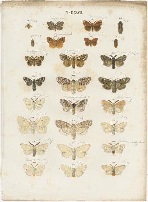 Set of 5 Antique Prints of Various Butterflies and Moths by Ramann, circa 1870, view 5