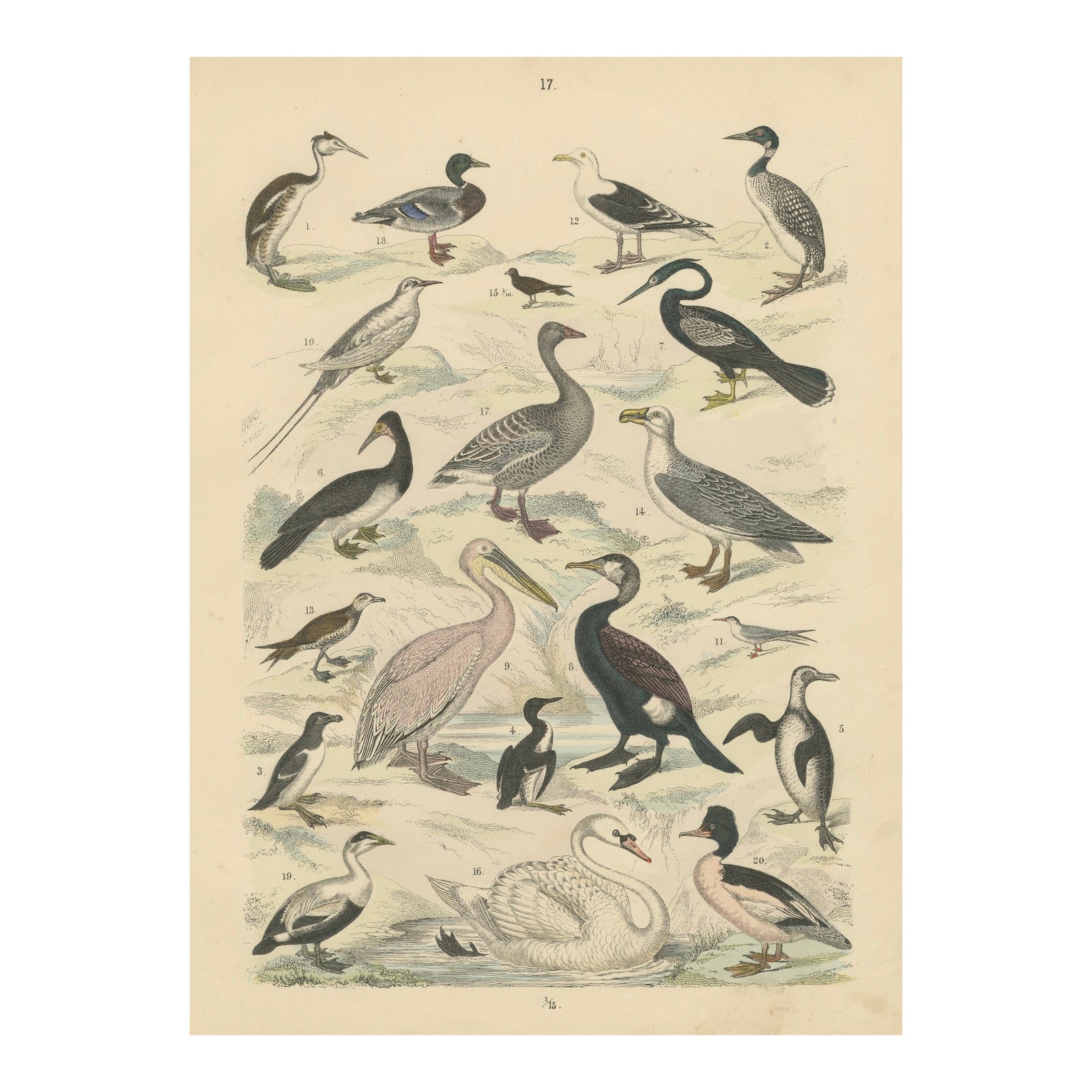 Water Birds Print: Swan, Pelican, Cormorant, Ducks, Antique 1867