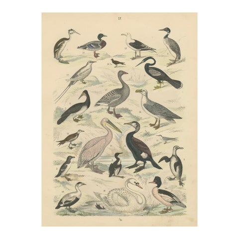 Water Birds Print: Swan, Pelican, Cormorant, Ducks, Antique 1867