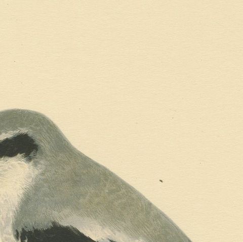 Silent Sentinel: Vintage Bird Print of The Great Grey Shrike by Von Wright, 1927, close-up 3